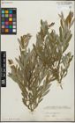 Foto von Salix purpurea L.